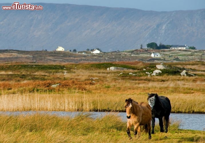 Immagine Pony in libertà nel Connemara, la regione dell'Irlanda occidentale - © Michael Steden / Shutterstock.com