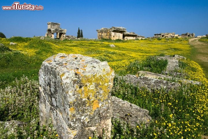 Immagine Primavera in Turchia, i campi fioriti intorno a Hierapolis, vicino a Pamukkale in Turchia - © cartela / Shutterstock.com