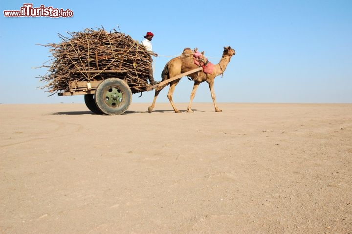 Immagine Rann of Kutch il deserto salato nel Gujarat in India - Foto di Giulio Badini