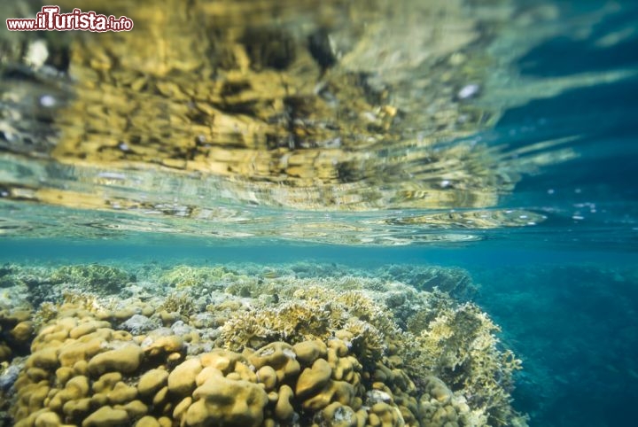 Immagine Il Reef del Mar Rosso meridionale, nella zona di Berenice in Egitto - © Anna segeren / Shutterstock.com