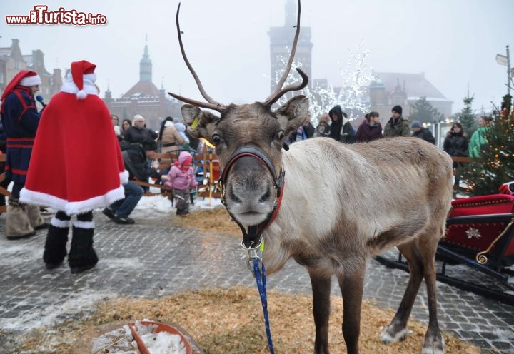 Immagine Renna di  Babbo Natale in piazza a Danzica (Polonia) - © www.pomorskie.travel