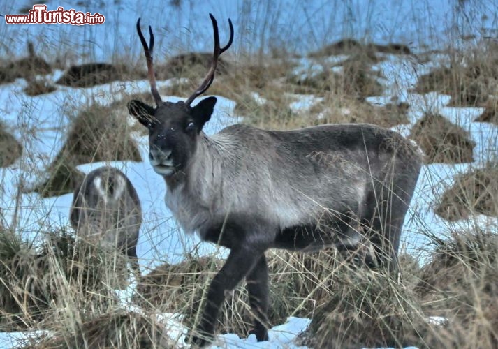 Immagine Una renna sorpresa alla periferia di Tromso in Norvegia, mentre cerca un po' di cibo nelle aree  non completamente ricoperte dalla neve