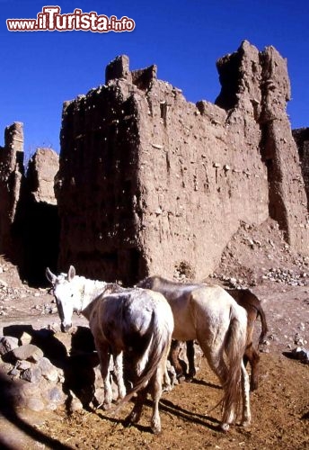 Immagine Rovine nellAtlante del Marocco con cavalli -  Foto di Giulio Badini