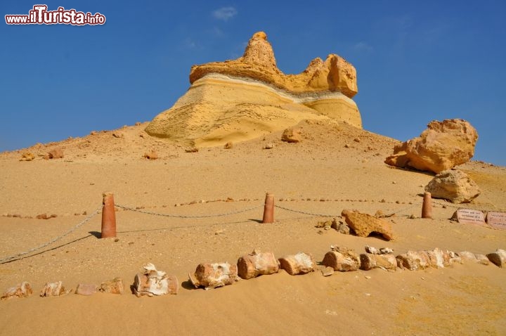 Immagine Scheletro di Basilosaurus presso Wadi al-Hitan, in Egitto - In collaborazione con I Viaggi di Maurizio Levi