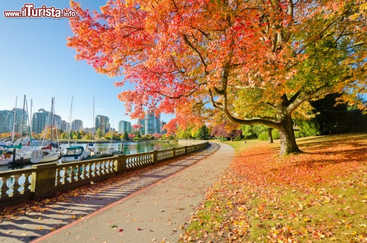 Immagine Nel grande Stanley Park di Vancouver, Canada, ci si può rilassare, divertire e stupire. Nella foto una passeggiata illuminata dai colori intensi dell'autunno. Ci sono ben 200 chilometri di strade e sentieri nel parco di oltre 400 ettari, che attraversano foreste con alberi anche di 70 metri di altezza  - © romakoma / Shutterstock.com