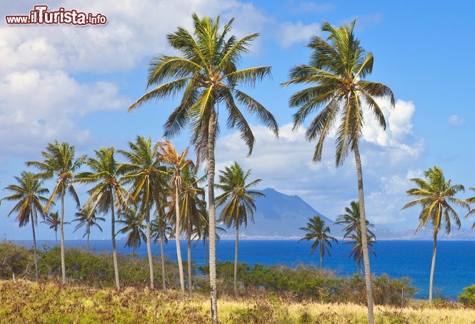 Immagine Sint Eustatius immortalata in uno scatto da St Kitts (Isole Vergini) - Per il cielo terso e le palme che si impongono in modo così maestoso su tutto il blu diurno, sembra quasi di vedere uno scorcio della Riviera Ligure in estate. Invece, se si nota bene in lontananza, il mare e la vegetazione che abbracciano tutta la fotografia panoramica fanno da padrona in questo spaccato di visione celestiale - in tutti i sensi - che appartiene a Sint Eustatius - © John Wollwerth / Shutterstock.com