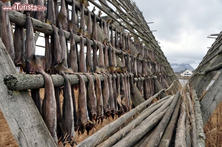 Immagine Stoccafissi Lofoten graticcio a Henningsvaer