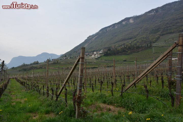 Immagine Vigneti a Appiano sulla Strada del Vino, Trentino Alto Adige. Questo comune della provincia di Bolzano è denominato anche "Terra dei castelli, laghi e vini". E' noto soprattutto per i suoi pregiati vigneti, la più vasta zona coltivata a vigneti del Trentino Alto Adige.