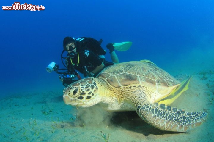 Immagine incontro con una Green Turtle (Tartaruga verde) durante una immersione nelle acque di Sharm el Sheikh, una delle località turistiche più importanti del Mar Rosso, in Egitto - © Eric Gevaert / Shutterstock.com