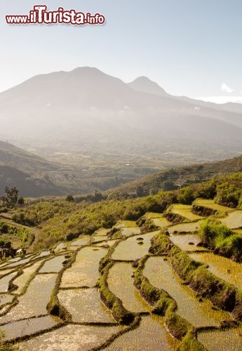 Immagine Terrazze per la coltivazione del riso sull' isola di Flores in Indonesia - © pcruciatti / Shutterstock.com