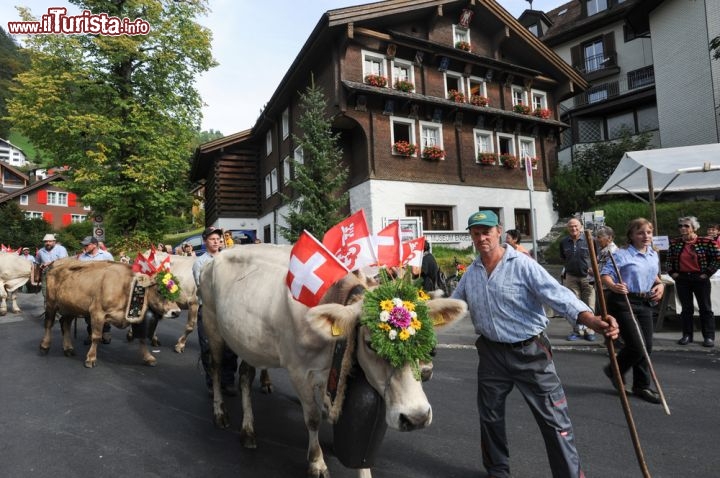 Immagine Transumanza delle mucche a Engelberg, Svizzera - Suoni di campanacci e mucche inghirlandate. Ogni anno si presenta così la tradizionale transumanza che celebra il ritorno del bestiame (non solo mucche ma anche pecore e capre) dagli alpeggi in alta quota alle stalle del fondovalle. Anche se oggi contadini e pastori indossano sempre meno i costumi tipici, la transumanza, come questa fotografata a Engelberg, merita di essere vista almeno una volta © Stefano Ember / Shutterstock.com