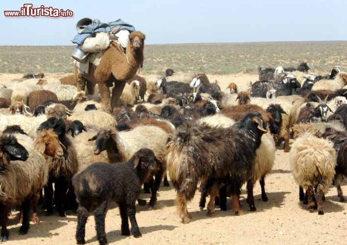 Immagine Turkmenistan tradizione della transumanza - Foto di Giulio Badini< / I Viaggi di Maurizio Levi