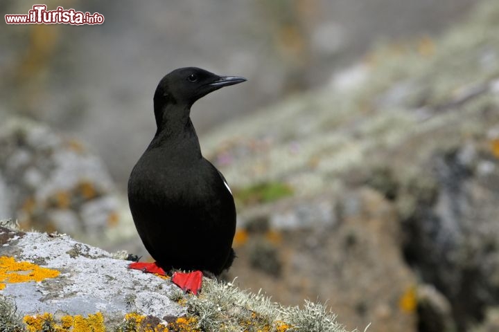 Immagine Un Guillemot nero (Cepphus grylle) alle isole shetland in Scozia. L'arcipelago posto all'estremità nord del Regno Unito è una meta ambita dagli appassioanti di birdwatching - © AndreAnita / Shutterstock.com