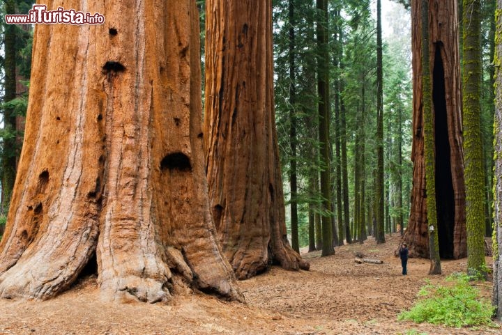 Immagine Una turista ai piedi dei grandi alberi del Parco Nazionale Sequoia Kings Canyon. L'immagine fornisce un ottimo paragone tra i grandi tronchi che possono superare diametri di 10 metri, e circonferenze di oltre 25 metri, rispetto alle dimensione dei visitatori, delle specie di formichine al cospetto di queste enormi conifere - © Gary Saxe / Shutterstock.com