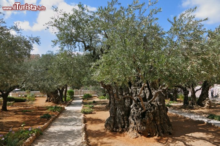 Immagine Il Getsemani di Gerusalemme sorge sul Monte degli Ulivi, poco fuori la città vecchia e a est della Porta Dorata (oggi murata). Affascina i visitatori con i suoi alberi secolari di ulivo, tra i quali, secondo i Vangeli, Gesù si ritirò a pregare dopo aver cenato con gli Apostoli e accettò il cammino verso la passione. Qui lo trovò Giuda con la sua folla armata di bastoni e di spade - © kavram / Shutterstock.com