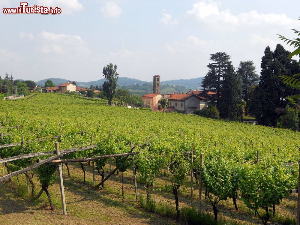 Immagine Vigneti verso il lago di Viverone - © Pmk58 - CC BY-SA 4.0, Wikipedia