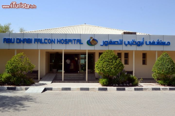 Immagine Abu Dhabi Falcon Hospital: inaugurato nel 1999, è il primo ospedale pubblico per falchi, nonché il più grande al mondo. Attualmente accoglie faklchi accompagnati qui dai rispettivi custodi provenienti anche dai vicini paesi come Arabia Saudita, Qatar e Bahrein.