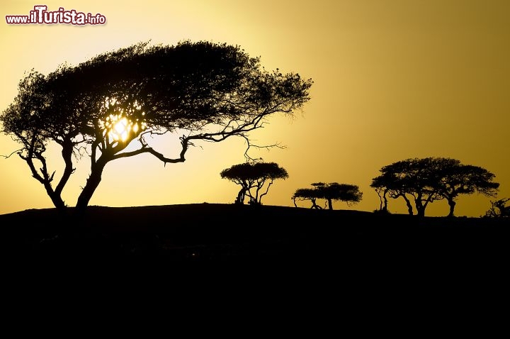 Immagine Queste acacie nell'Oman sono le tipiche piante da deserto, riuscendo  vivere con minime quantità d'acqua - Copyright Ufficio del Turismo del Sultanato dell'Oman