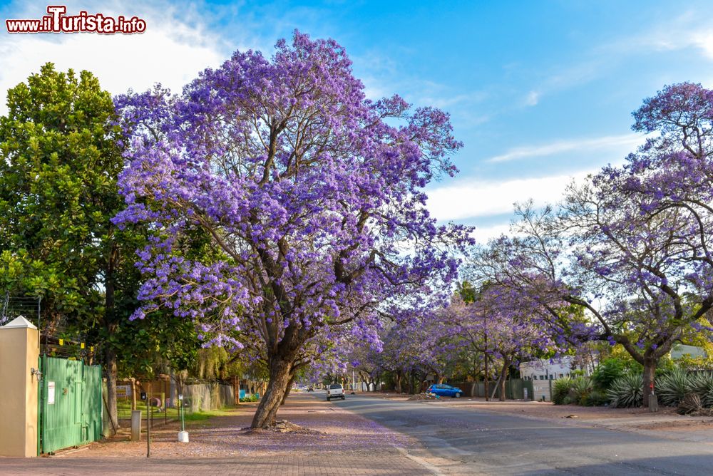 Immagine Alberi di jacaranda nella provincia di Limpopo, Sudafrica. I fiori di questa pianta hanno corolla di colore dal colore blu al viola porpora.