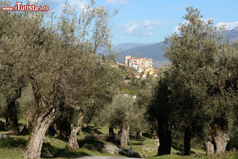 Immagine Alberi di ulivo nella campagna di Venafro, provincia di Isernia, Molise. L'ulivo rappresenta uno dei più importanti patrimoni naturali per questa graziosa località fra le più antiche del Molise.