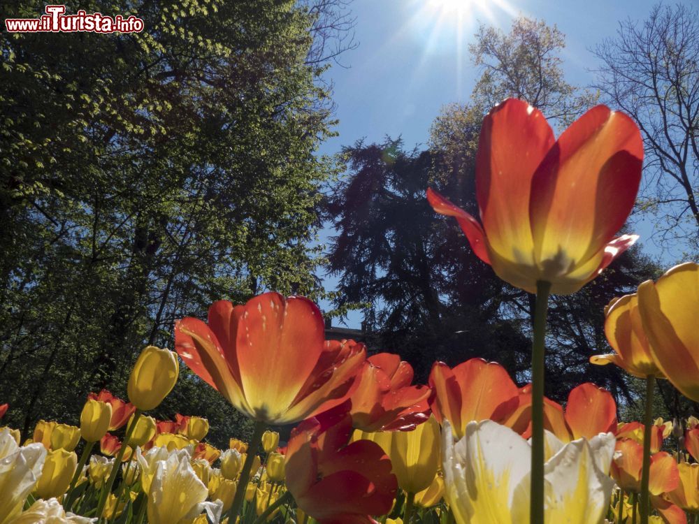 Immagine Alberi e tulipani, lo spettacolo della natura al Castello di Pralormo in Piemonte LudovicoDeMaistre LD
