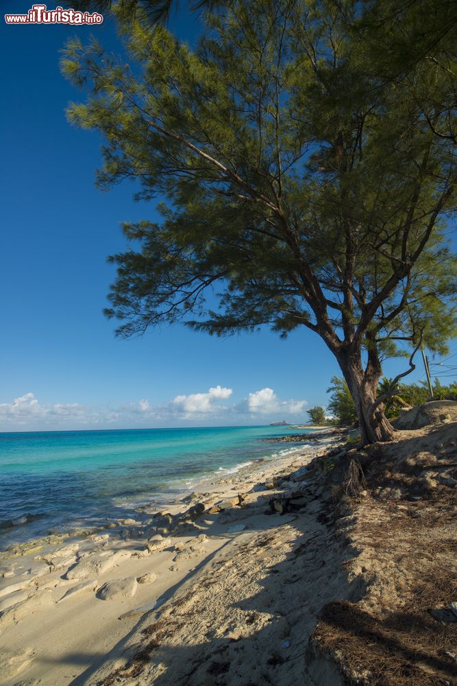 Immagine Alberi e vegetazione su una spiaggia di Bimini, Bahamas. Sullo sfondo, in lontananza, una nave da crociera.