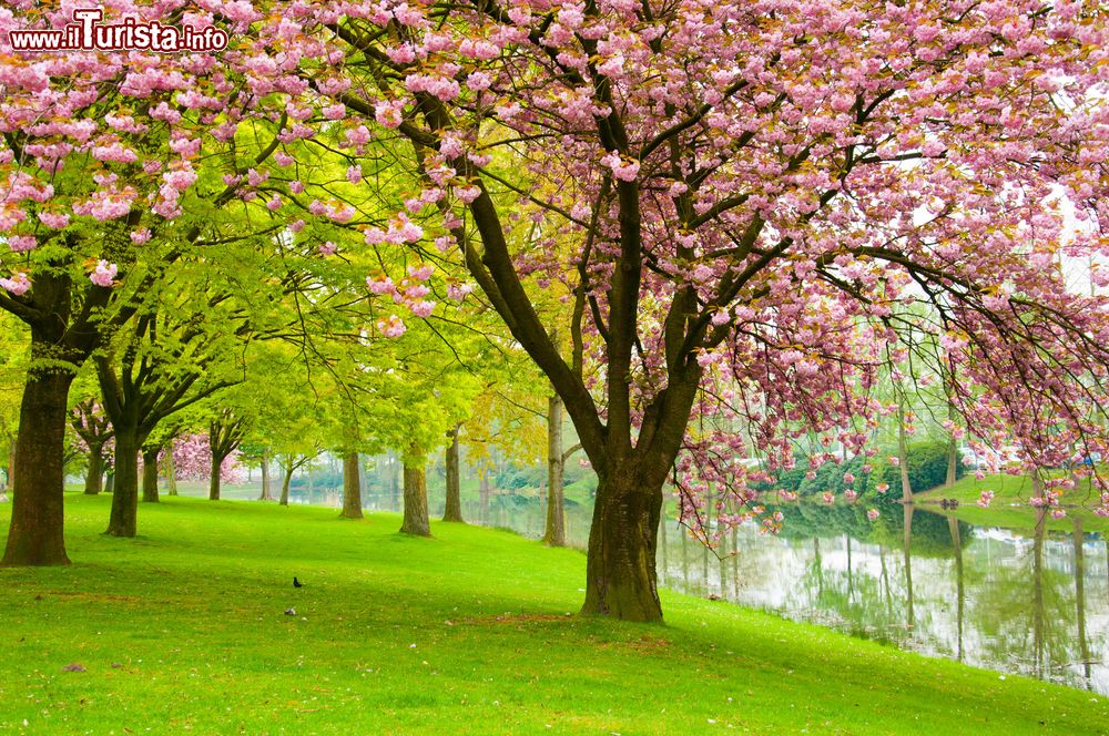 Immagine Alberi fioriti in un parco cittadino di Tilburg, Olanda.