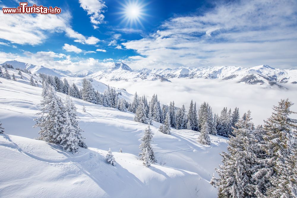 Immagine Alberi innevati sulle Alpi a Lenzerheide (Svizzera): un suggestivo paesaggio invernale.