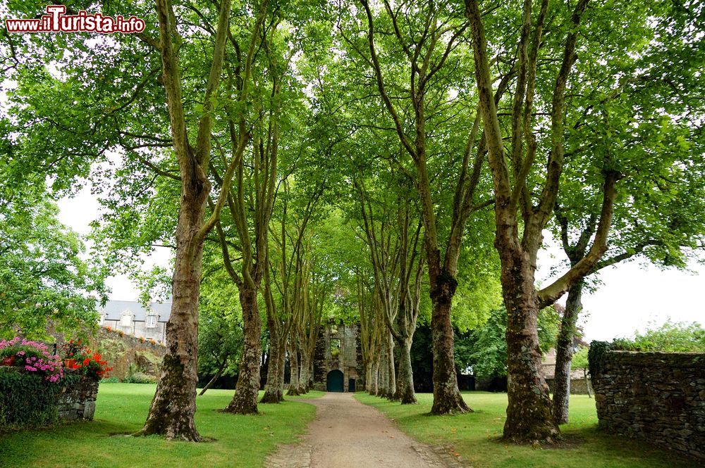 Immagine Alberi nel centro di Rochefort-en-Terre. Rochefort-en-Terre è meta gettonata da semplici viandanti, curiosi di passaggio e turisti provenienti da ogni angolo del mondo, alcuni dei quali ansiosi di dar sfogo all’estro fotografico che qui si sposa con l’eccezionale armonia degli scorci panoramici sprizzanti incanto e poesia praticamente in qualunque giorno dell’anno, quattro stagioni su quattro. A ogni passo si scopre qualcosa di nuovo come, per esempio, lo straordinario Parc de la Préhistoire de Bretagne, un’area di 25 ettari pervasi da modelli di dinosauri a grandezza naturale e un parterre di 30 scene illustrate con lo scopo di svelare le consuetudini di vita migliaia di anni fa.