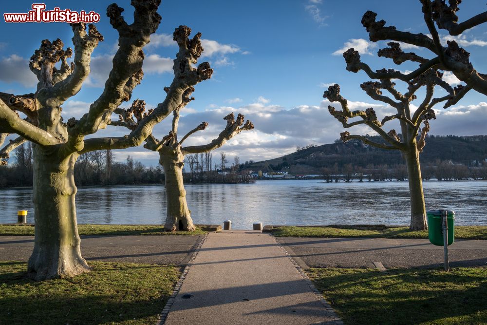 Immagine Alberi spogli lungo le sponde del Reno a Rudesheim, Germania.