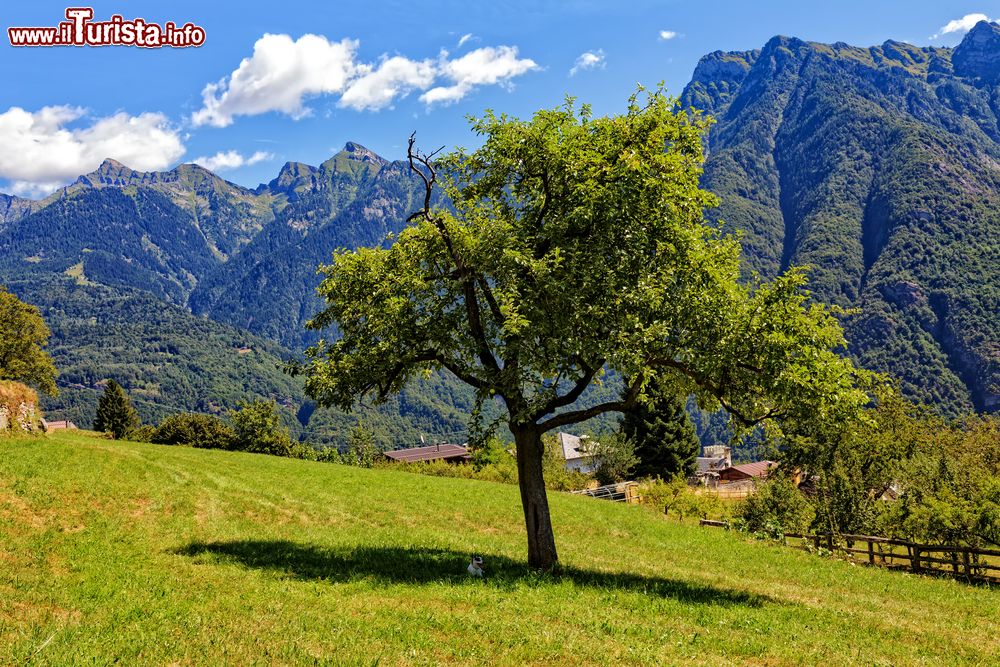 Immagine Albero di mele con lo sfondo delle Alpi Lepontine a Crodo, Piemonte, Italia. Chiamato Crò in piemontese, questo paese è il principale della Valle Antigorio e dista circa 16 chilometri da Domodossola.