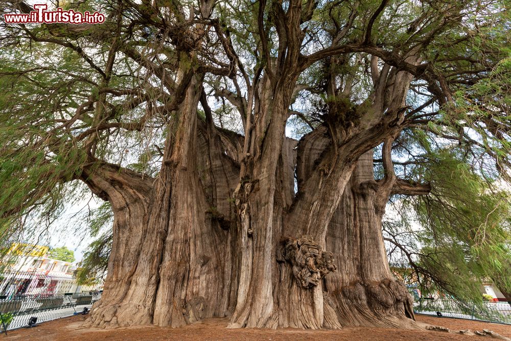 Immagine L'albero di Tule nei pressi di Oaxaca, Messico. Questa conifera della famiglia delle Cupressacee è uno degli alberi monumentali più grandi esistenti al mondo. La sua età si aggirerebbe attorno ai 1500 anni.