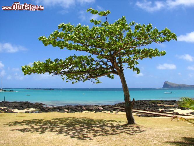 Immagine Albero sulla spiaggia di Cap Malheureux, Mauritius - Le limpide acque dell'oceano Indiano sullo sfondo fanno da cornice alla splendida spiaggia di sabbia fine dove ci si può sedere all'ombra di un tipico albero mauriziano © Carina-Foto / Shutterstock.com