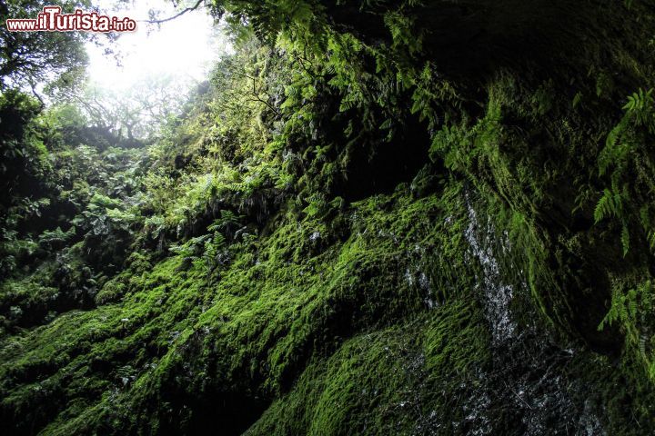 Immagine Algar do Carvao, grotta lavica a Sao Miguel, isola delle Azzorre (Portogallo). Si trova nella zona centrale di Terceira a circa 550 metri di altezza. 