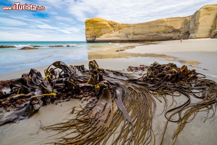 Immagine Alghe e bassa marea in una spiaggia vicino a Dunedin, Nuova Zelanda - © Evgeny Gorodetsky / Shutterstock.com