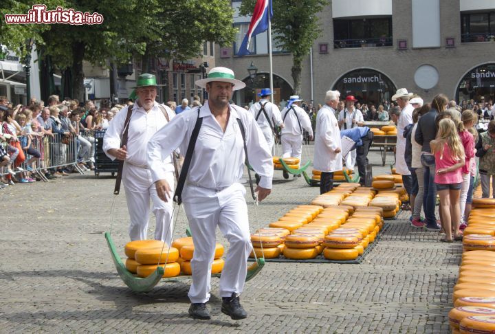 Immagine Alkmaar, il  tradizionale mercato del formaggio - Non si tratta solo di un prodotto culinario bensì di un elemento della gastronomia che ha permesso la nascita di un mercato specifico che ancora nell'attualità, decreta un enorme successo negli abitanti e nei turisti. Il Gouta, il formaggio in questione, viene proposto in tutta la sua abbondante forma (solitamente di 14 kg ciascuna) e viene trasportato da figure apposite, come vuole la tradizione nata nel lontano 1200 circa - © Michela Garosi / www.thetravelover.com/it/