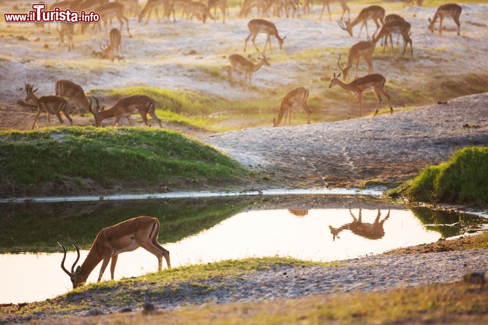 Immagine Antilopi si abbeverano in una pozza nello Swaziland, Africa.