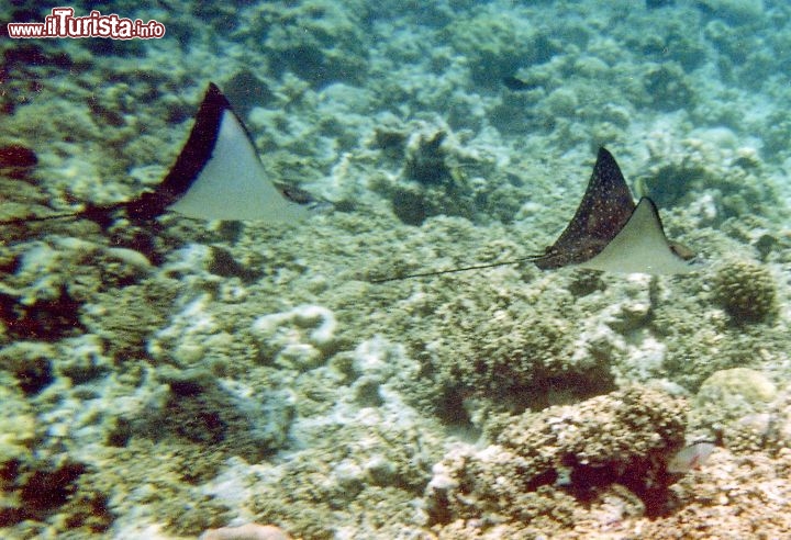 Immagine Aquile di mare nelle acque di Asdu, Atollo di Malé Nord, Maldive.