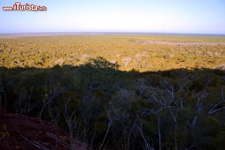 Immagine Arabuko-Sokoke Forest, Watamu (Kenya): una vista panoramica della foresta di Arabuko-Sokoke, nei pressi della cittadina di Watamu. Sullo sfondo si intravede l'Oceano Indiano.