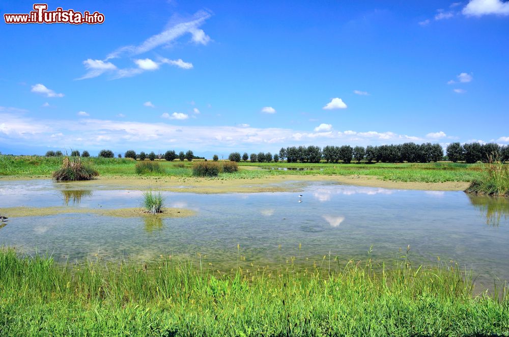 Immagine Area umida nelle campagne di Racconigi in Piemonte