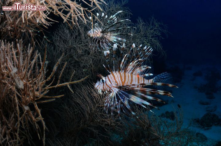 Immagine Atollo di Baa: nelle acque dell'atollo, dichiarate Riserva Mondiale della Biosfera nel 2011, si possono vedere pesci, mammiferi marini e coralli in grandi quantità durante le immersioni - foto © Rangzen / Shutterstock.com