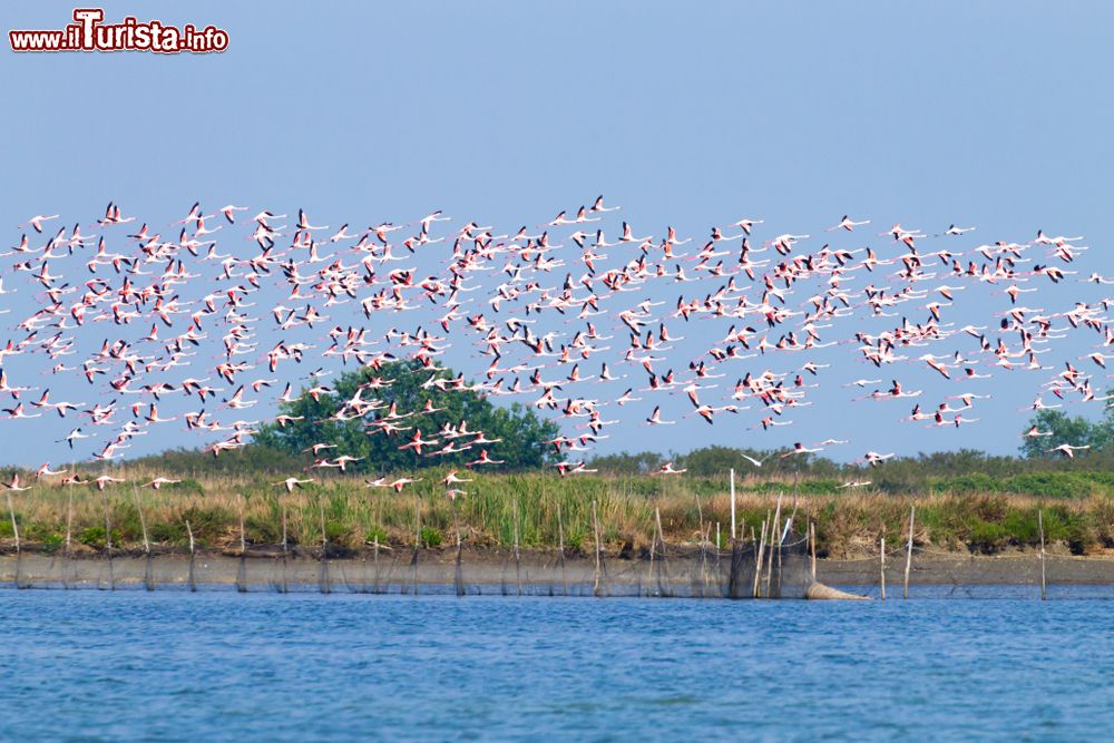 Immagine Birdwatching fenicotteri nel Parco del Delta del Po in Emilia-Romagna