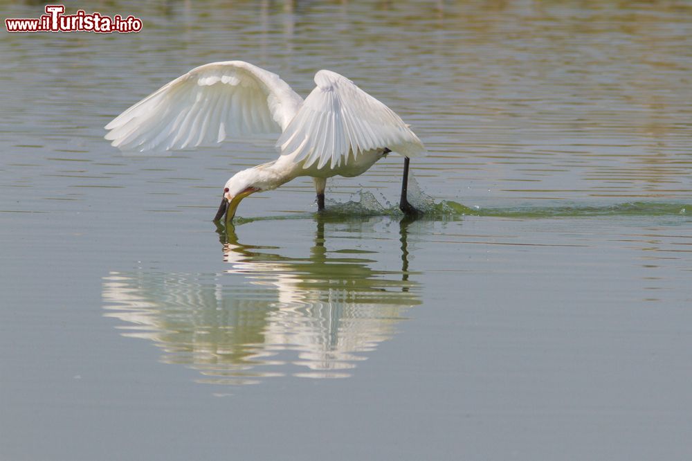 Immagine Birdwatching in Olanda, siamo nella zona di Stellendam