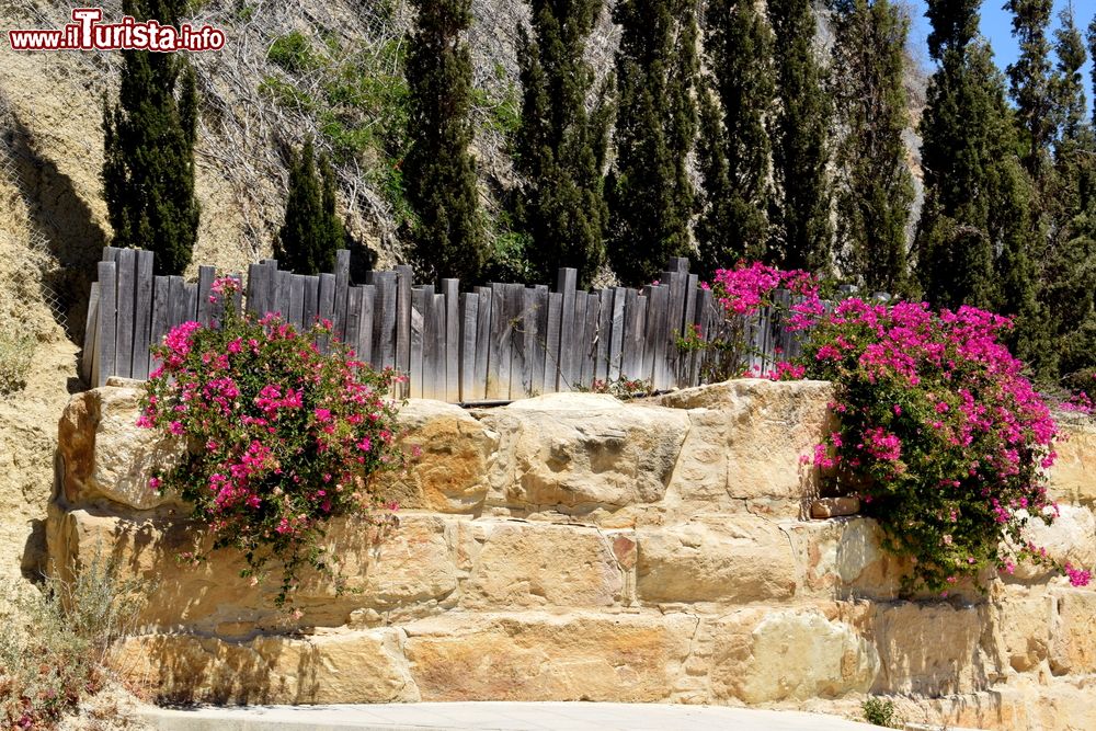 Immagine Bougainvillea fiorita sulla strada per la spiaggia Columbia a Pissouri, isola di Cipro.