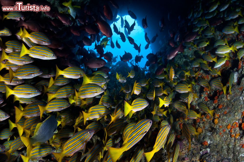 Immagine Un branco di pesci snapper poco lontano dalla costa di Cocos Island, Costa Rica.