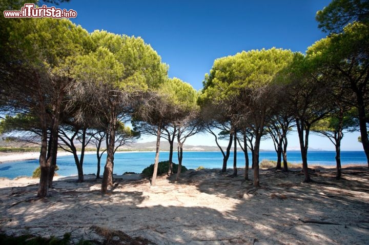 Immagine All'ombra sulla spiaggia di Budoni, Sardegna - © peppi18 - Fotolia.com
