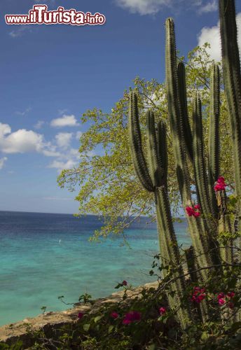 Immagine Cactus e bouganvillee sull'isola oalndese di Curacao, Antille.