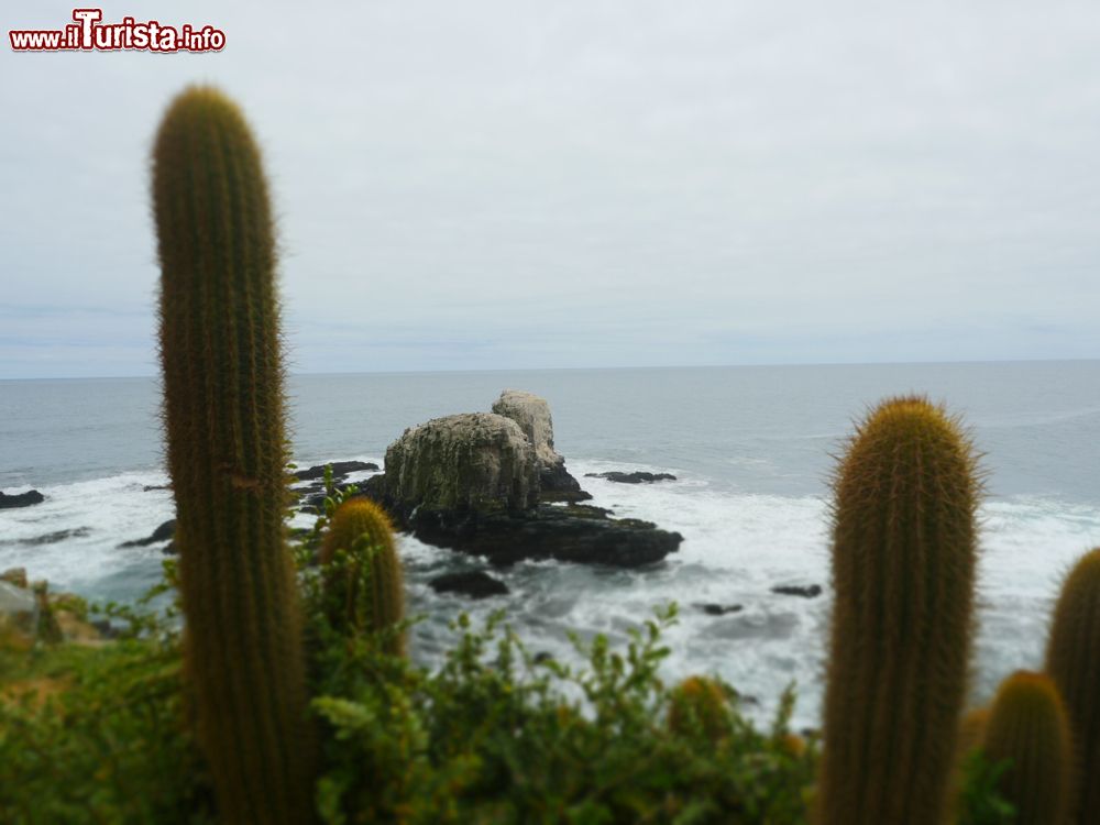 Immagine Cactus e scogli rocciosi a Punta de Lobos Beach, Pichilemu, Cile. Questa bella spiaggia si trova fra il paese di Pichilemu e le saline di Cahuil ed è caratterizzata da una splendida scogliera.