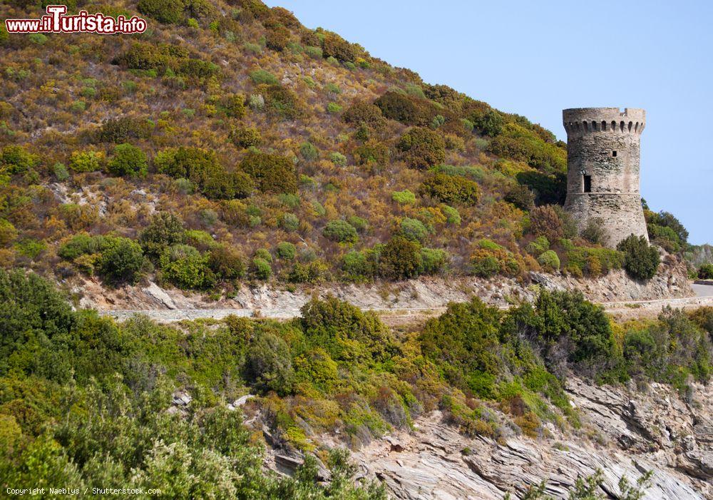 Immagine Cagnano, Corsica: la celebre Torre dell'Osse, antica costruzione genovese sulla strada ventosa di Cap Corse - © Naeblys / Shutterstock.com