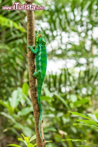 Immagine Un camaleonte su un ramo della giungla diell'isola di Nosy Komba (Madagascar) - foto © Shutterstock.com